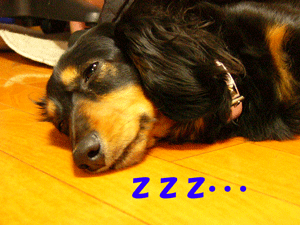 070526zzz.gif