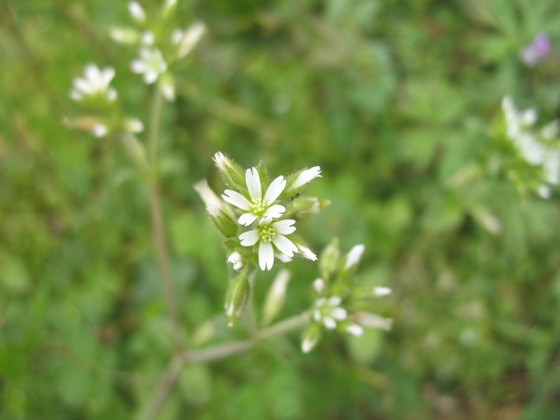 春の花３