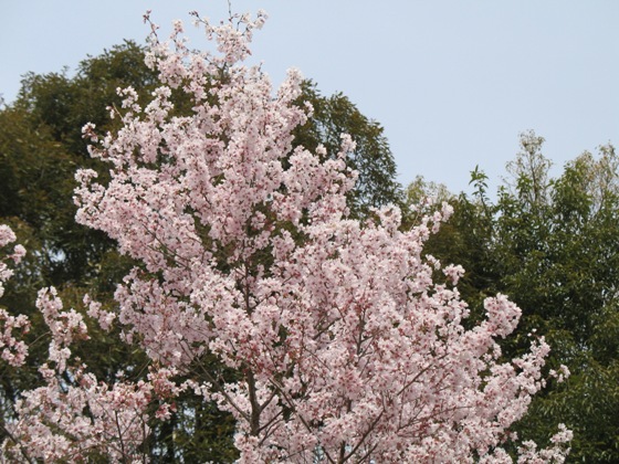 桜１