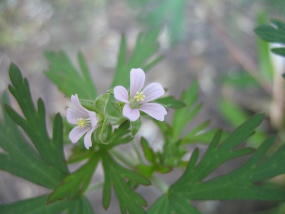 小さな花