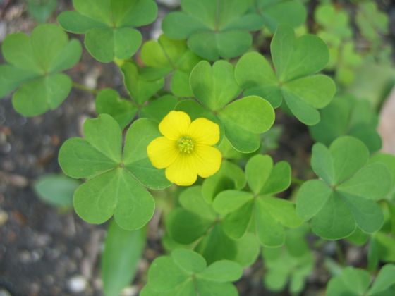 黄色の花