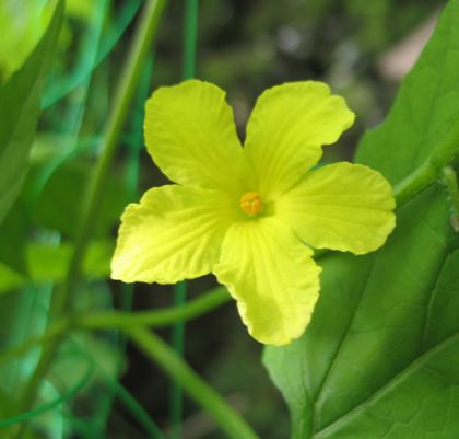 ゴーヤの花