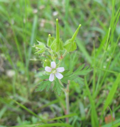 08/5/14の花１