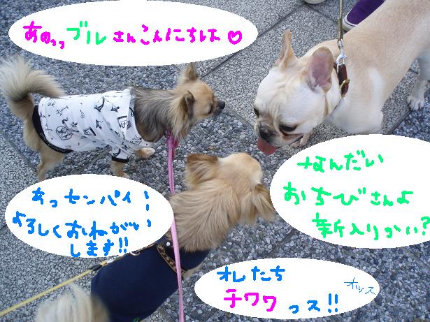 a buru.JPG
