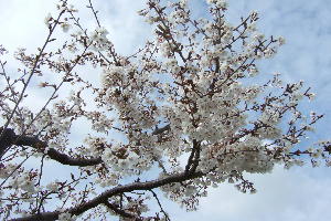 090425ume.JPG