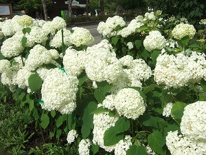 s-PHOTO432.jpg