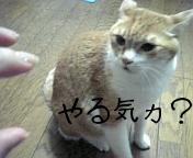 プーたん怒り中