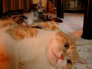 プーたん＆大吉