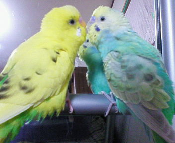 ジャスミン＆ハーブ 022.jpg