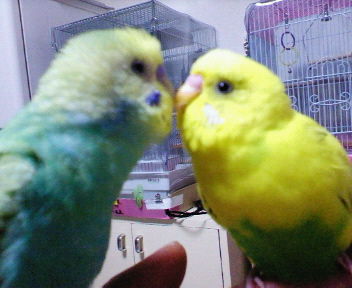 ジャスミン＆ハーブ 2.jpg