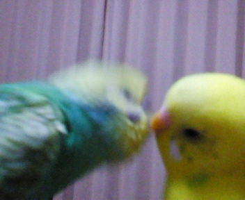 ジャスミン＆ハーブ 3.jpg