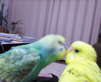 ジャスミン＆ハーブ 4.jpg