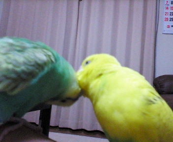 ジャスミン＆ハーブ 5.jpg