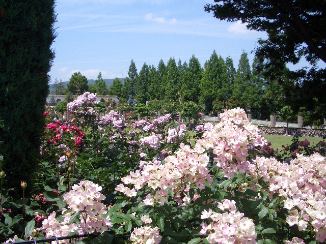 荒牧バラ公園 002.jpg