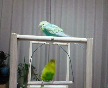 ジャスミン＆ハーブ 001.jpg