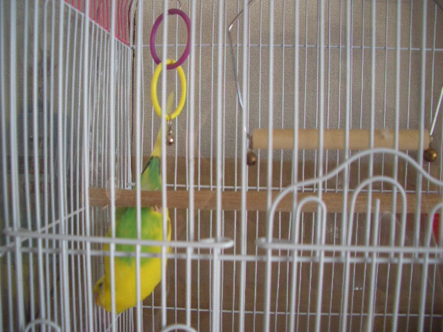 くるりんぱ 002.jpg