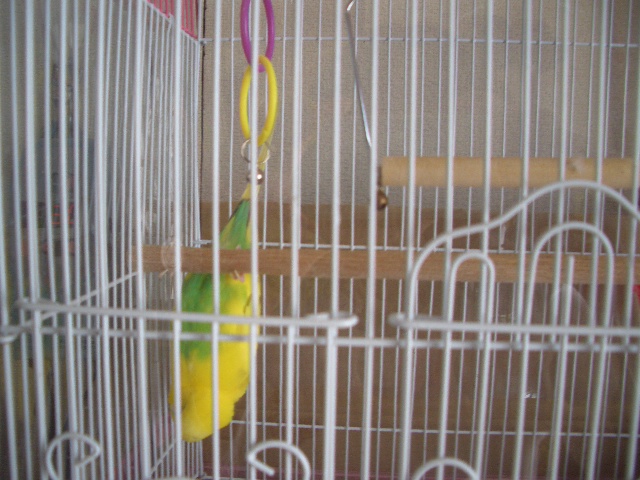 くるりんぱ 003.jpg