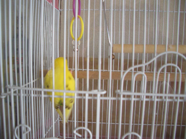 くるりんぱ 004.jpg