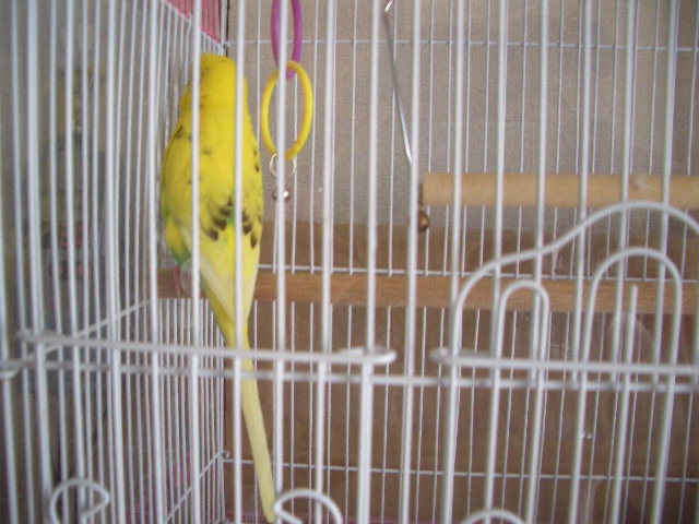 くるりんぱ 005.jpg