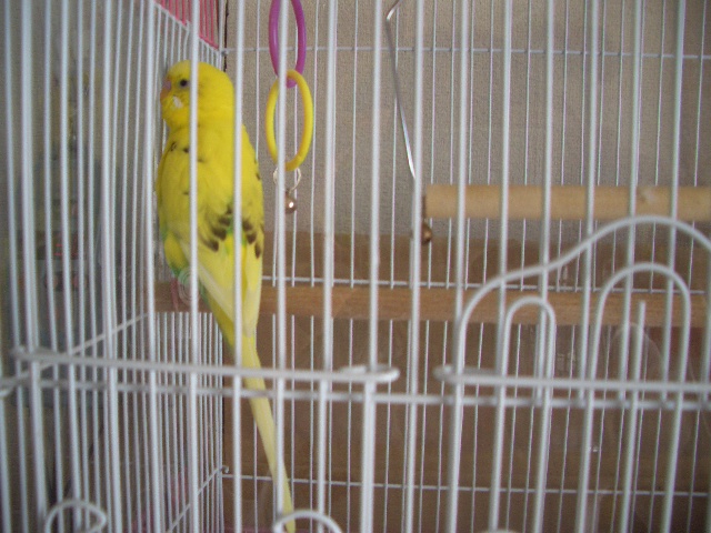 くるりんぱ 006.jpg