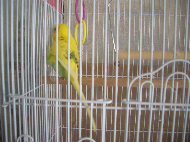 くるりんぱ 007.jpg