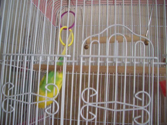 くるりんぱ 009.jpg