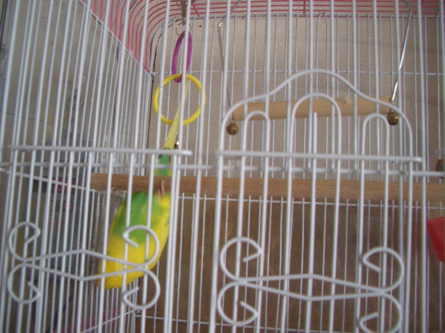 くるりんぱ 010.jpg