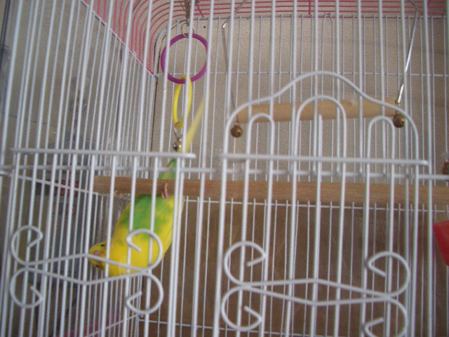 くるりんぱ 011.jpg