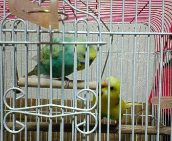 ジャスミン＆ハーブ 遊ぼ.jpg