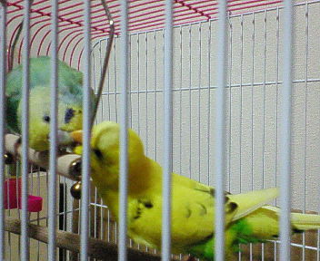 ジャスミン＆ハーブ 仲良し.jpg