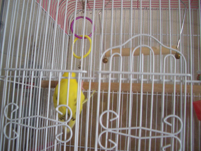 くるりんぱ 012.jpg