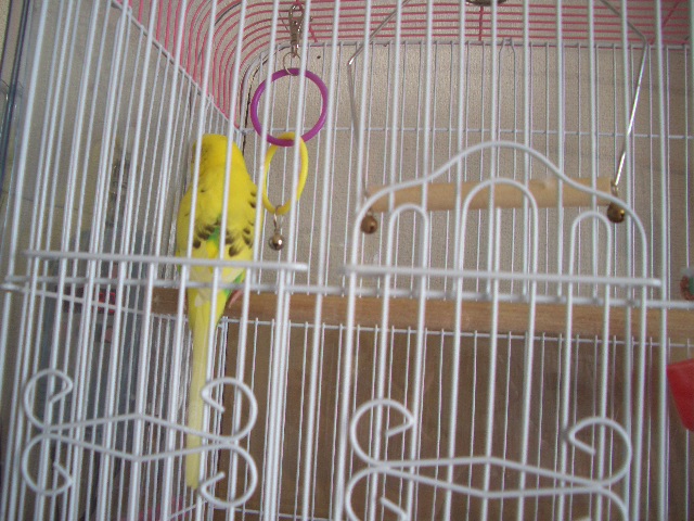 くるりんぱ 013.jpg