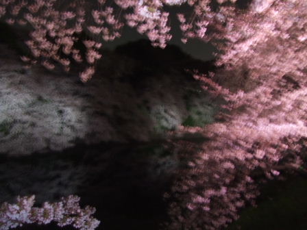 千鳥が淵～夜桜