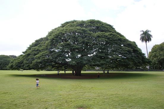 3-2nemu-tree.jpg