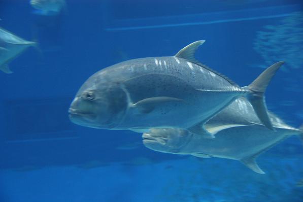 churaumi-aquarium10-fish8.jpg