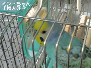 2009-02-05ミントちゃん１