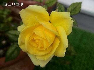 2009-02-13ミニバラ１