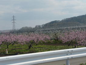 果樹の花.JPG