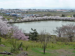 桜全景.JPG