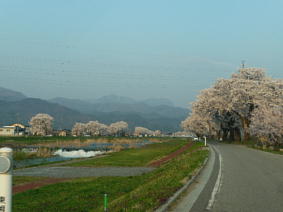 堤防の桜.JPG