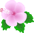 ill_hibiscus14.gif