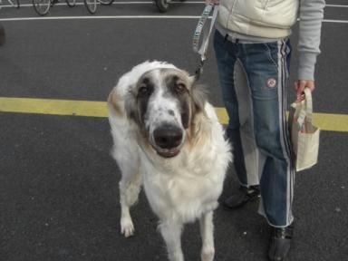 素敵な犬に会いました