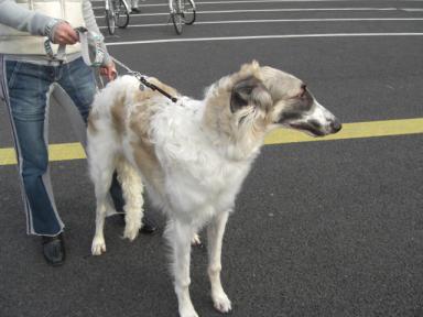 今日出会った犬