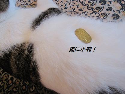 猫に小判とは～.jpg