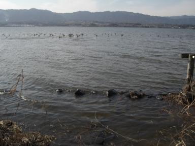 湖岸の水鳥たち