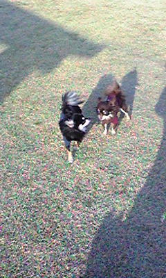 ボビーとショコラ