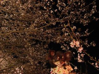 ショコラと夜桜
