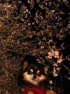 桜のトンネルとボビー