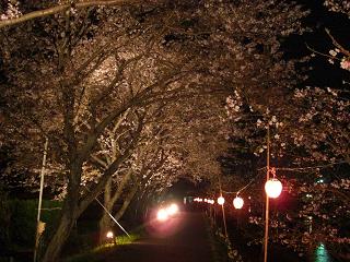 夜桜