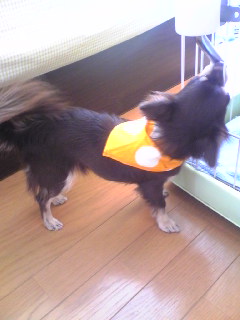 首輪＆お洋服の練習